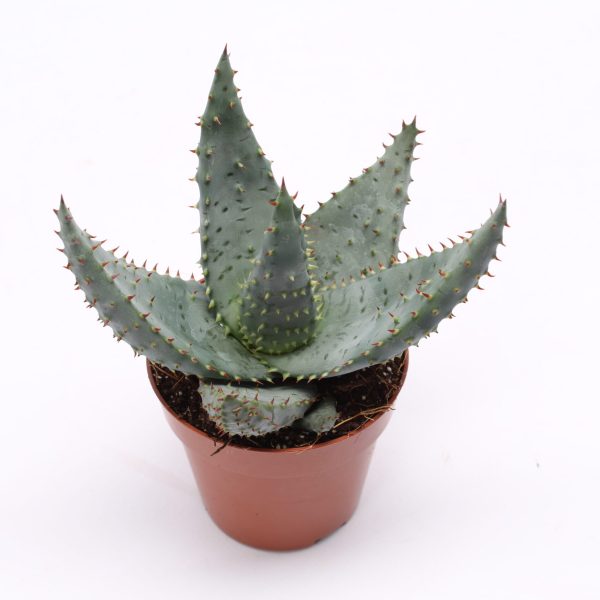 Aloe Reitzii