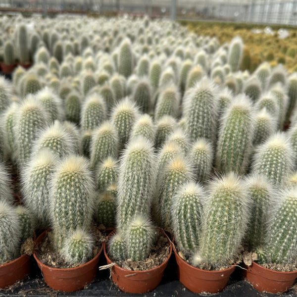 Cleistocactus Strausii Cleistocactus Strausii