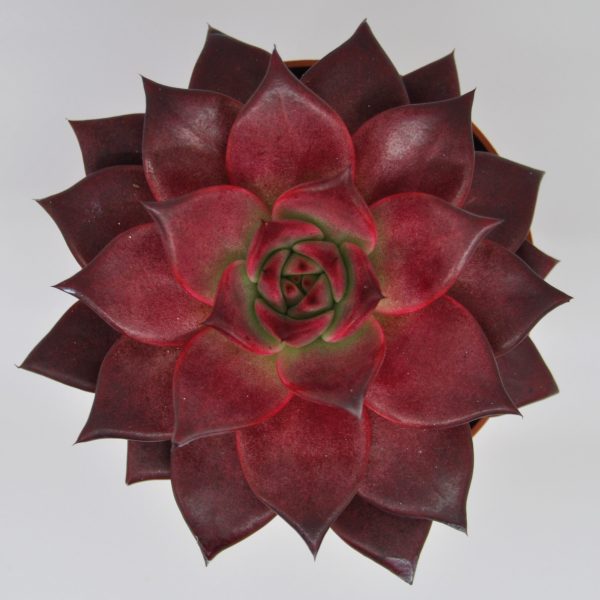 Echeveria Agavoides Bordeaux