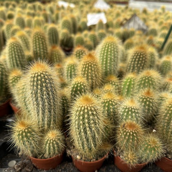 Eriocactus Leninghausii Eriocactus Leninghausii