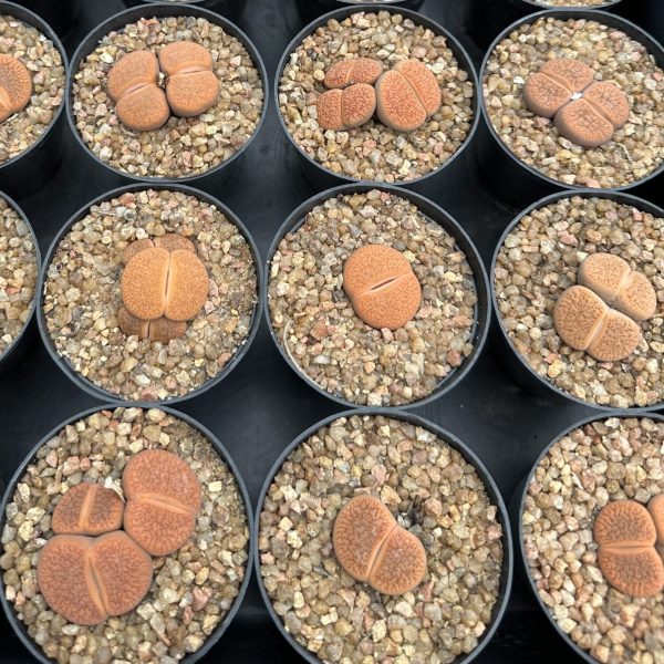 Lithops Aucampiae Kolemanii