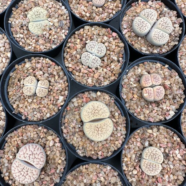 Lithops Hookerii Suzannae