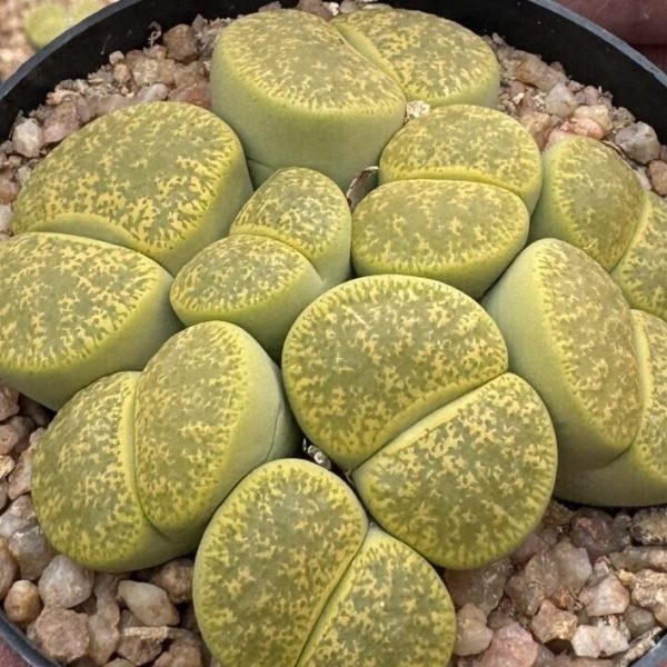 Lithops Leslie Albinica
