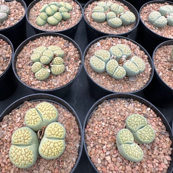 Lithops Julii Fulleri green