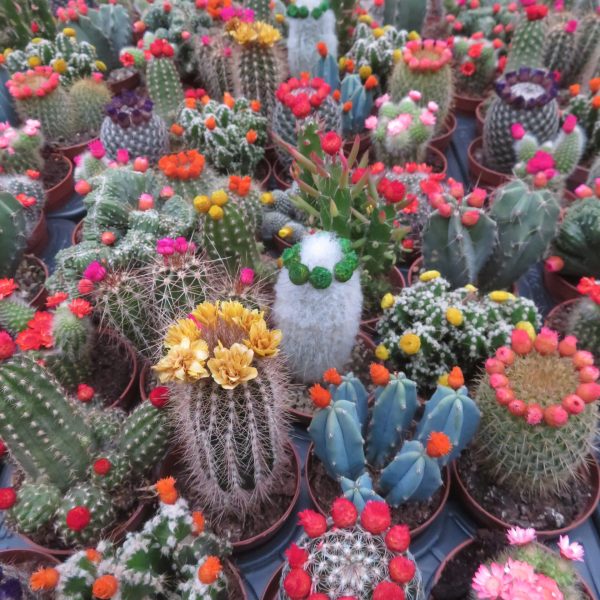 Brazilian dry flowers