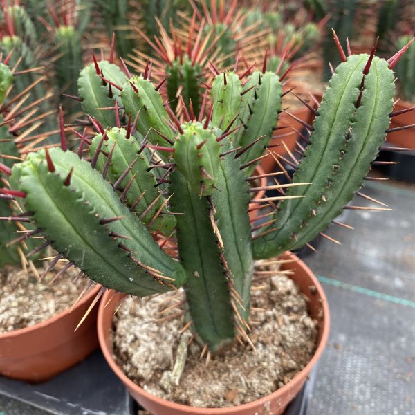 Euphorbia Enopla