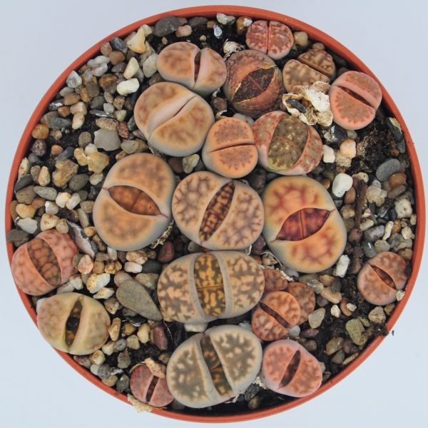 Lithops Karasmontana All Types
