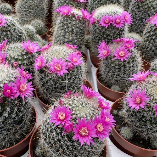 Mammillaria Zeilmanniana v Precox purple flowers Mammillaria Zeilmanniana v Precox purple flowers