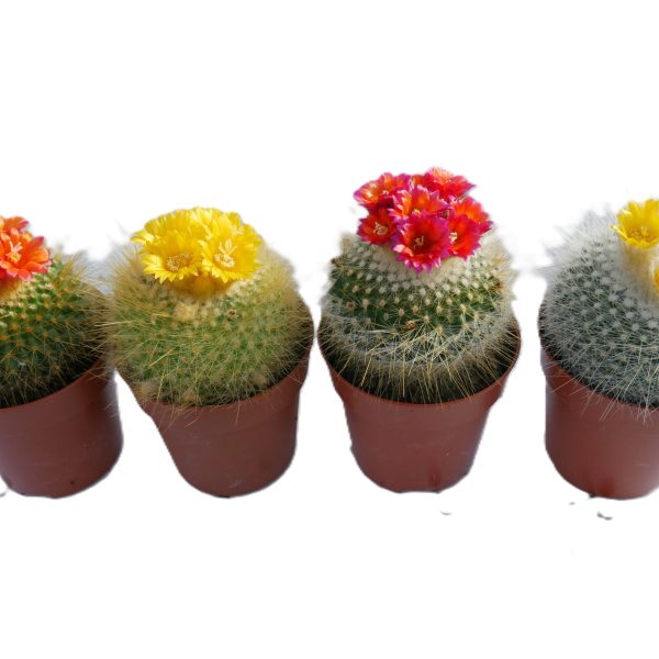 Parodia Parodia