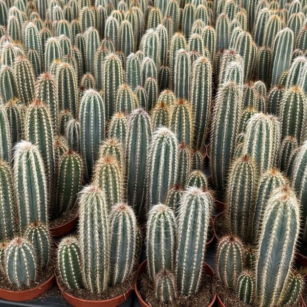 Pilosocereus Odilensis Pilosocereus Odilensis